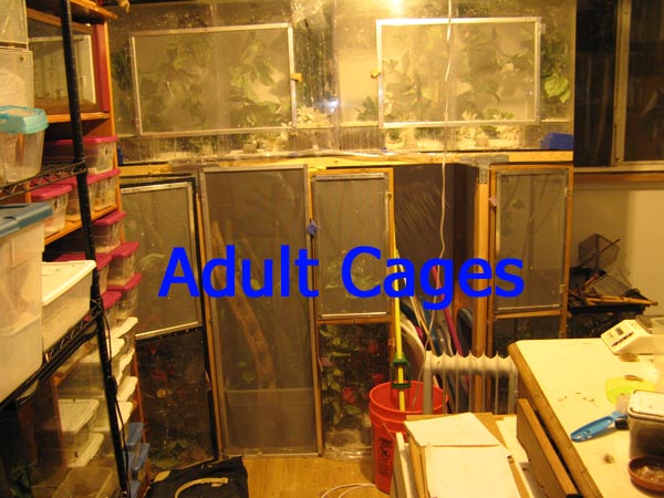adult cages